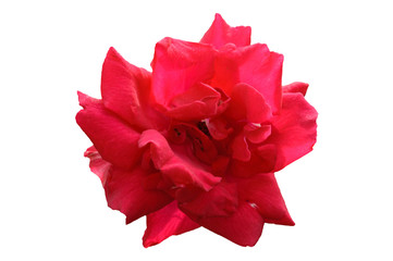 Single bright red and pink rose flower head close top view isolated on white background