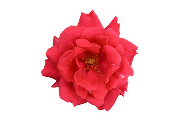 Single bright red and pink full open rose flower head close top view isolated on white background