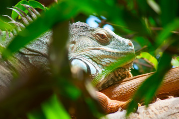 Iguana
