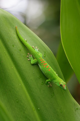 Green gecko
