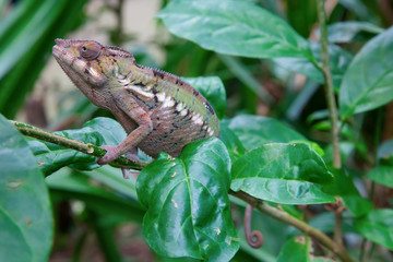 Green chameleon