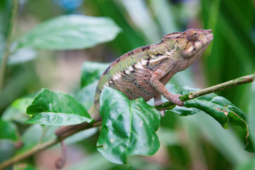 Green chameleon