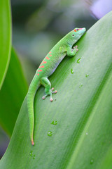 Green gecko