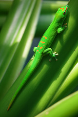 Green gecko