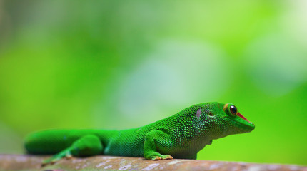 Green gecko