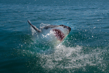 Naklejka premium Great White Shark(Carcharodon carcharias)