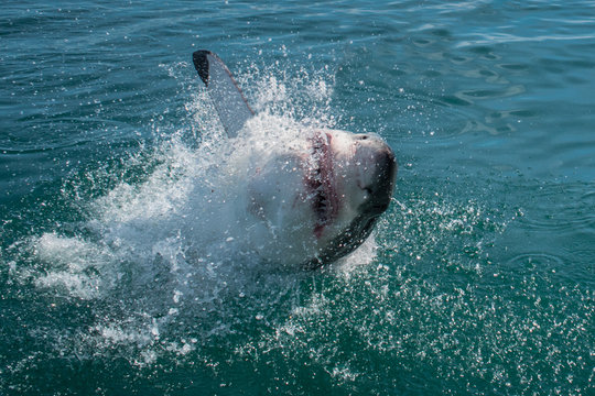 Great White Shark(Carcharodon carcharias)