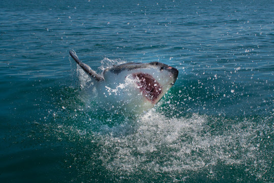 Great White Shark(Carcharodon carcharias)