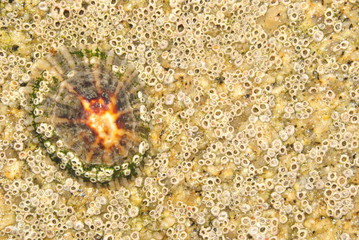 Lapa, mulusco agarrado a um rochedo do mar