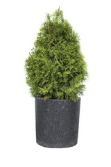 Cypress in pot on a white background 