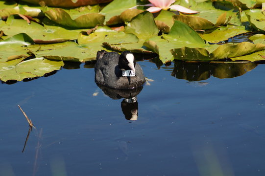 Fulica atra on water surface -  coot
