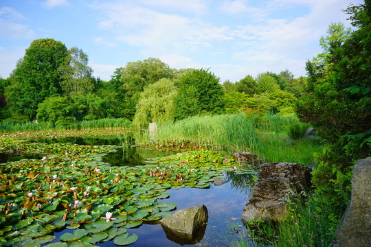 Nymphaea ( water lilies) - waterlily.  Aquatic vegetation, water plants