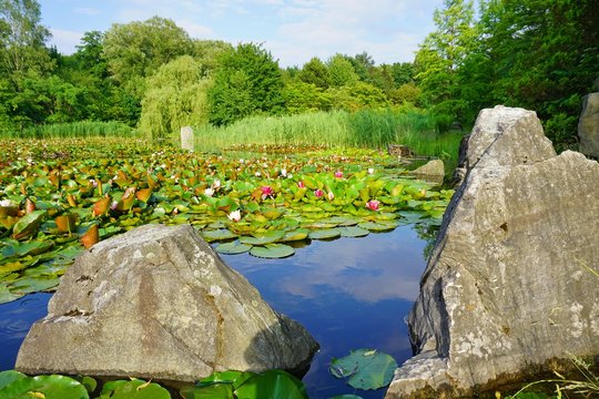 Nymphaea ( water lilies) - waterlily.  Aquatic vegetation, water plants
