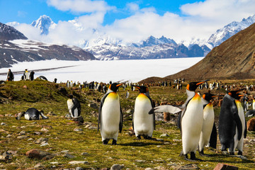 King penguins in Fortuna Bay, South Georgia, Antarctica © evenfh