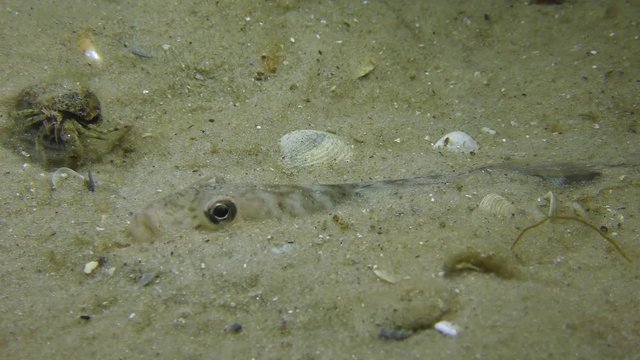 Fish Sand goby or Monkey goby (Neogobius fluviatilis) buried in sandy soil.
