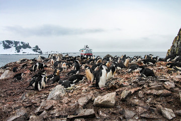 Penguins on Cuverville Island, Antarctica