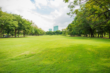 green grass field in big city park