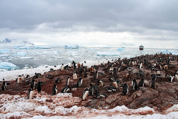 Penguins on Cuverville Island, Antarctica