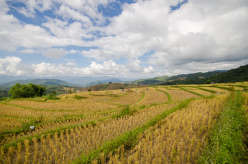 Pa Pong Piang Rice terraces, Mae Cham, Chiang Mai, Thailand.