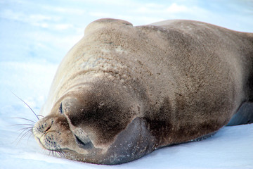 Fototapeta premium Cute antarctic fur seal, Deception Island, Antarctica
