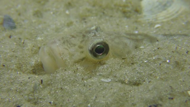 Fish Sand goby or Monkey goby (Neogobius fluviatilis) buried in sandy soil, close-up.
