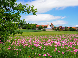 Mohnblüte bei Grandenborn Hoher Meissner