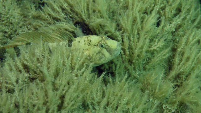 Fish Tubenose goby (Proterorhinus marmoratus) among swaying aquatic plants.
