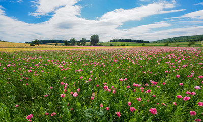 Mohnblüte bei Grandenborn Hoher Meissner