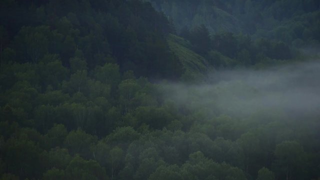 Singing birds at dawn. Mountain landscape and pine forest.