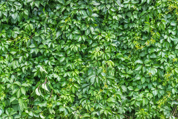 Fototapeta na wymiar Background from a green climbing plant