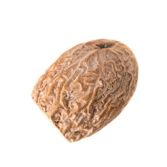 Close-up of Nutmeg.