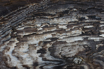Texture old wood with cracks, spots.
