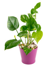 Plant Epipremnum aureum isolated on white background.