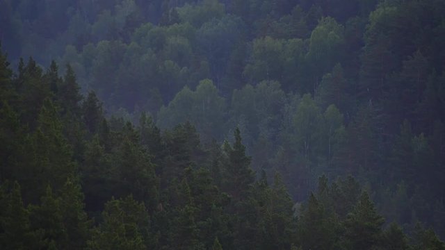 Singing birds at dawn. Mountain landscape and pine forest.