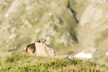 Murmeltier auf dem Wachposten in den schweizer Alpen 