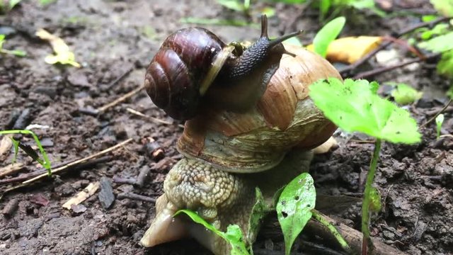Two snails