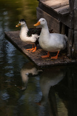 Ducks on a Platform