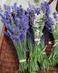 Bunch of Lavender flowers
