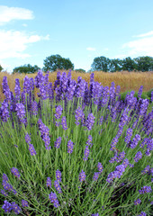 Fototapeta premium Field of Lavender flowers