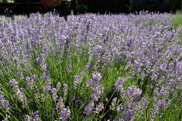 Field of Lavender flowers