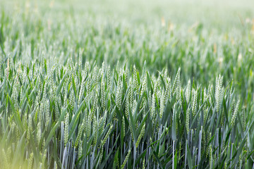 Field of wheat with dew drops highlighted by the sun