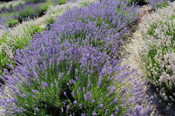 Fototapeta na wymiar Field of Lavender flowers