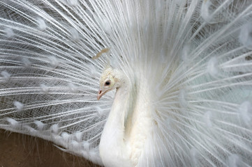 Naklejka premium White peacock close-up