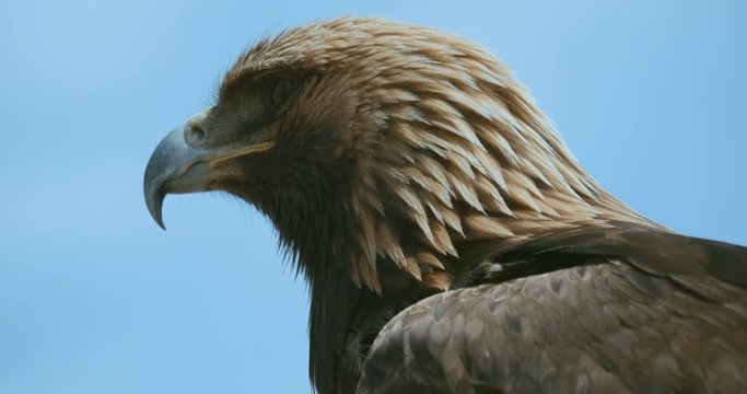 golden eagle aquila chrysaetos close up