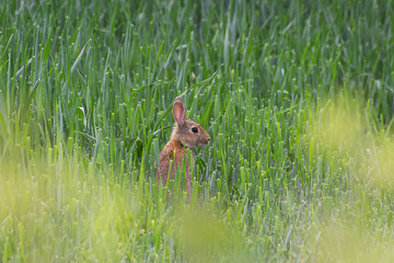 Rabbit in the middle of a field of wheat