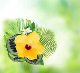 tropical fresh flowers and leaves - fresh yellow hibiscus and frangipani flowers and exotic tropical leaves on green bokeh background