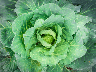 Close up center of organic fresh cabbage on top view.