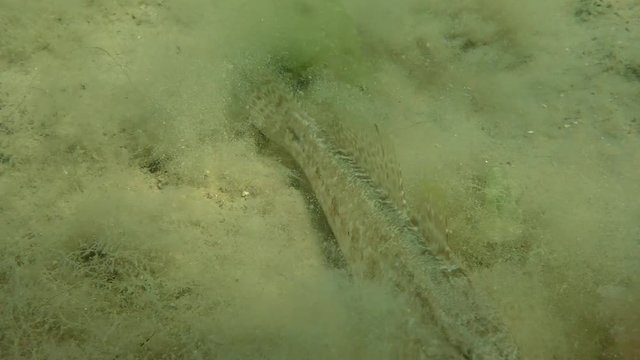 Grass goby (Zosterisessor ophiocephalus) on sandy shallows, wide shot.
