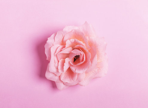 Fototapeta Pink rose head isolated on pastel pink background. Flat lay. Copy space. Top view