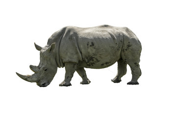 Nashorn freigestellt